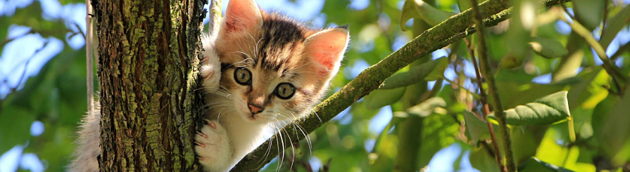 Photo of folks praying outside.