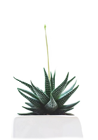 photo of a succulent in a white pot